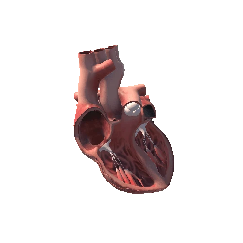 heart inside